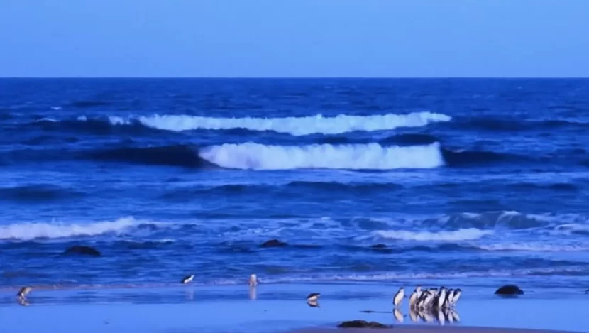 What You Need To Know About Rips And Tides On Phillip Island
